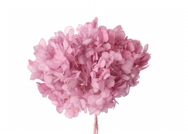 Picture of Preserved Hydrangea Lavender 15cm